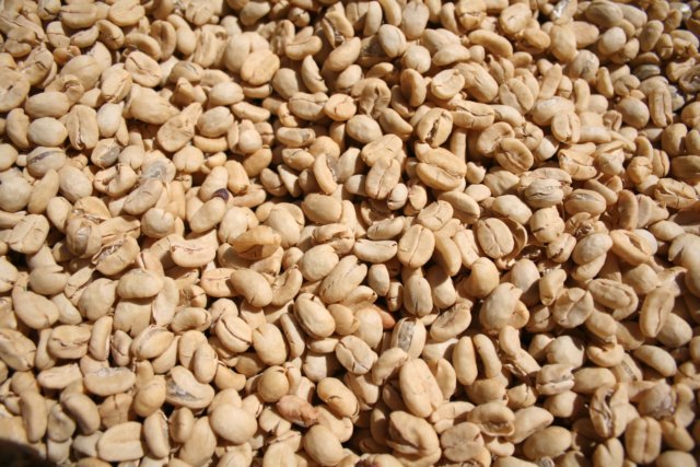 sun dried gold coffee beans